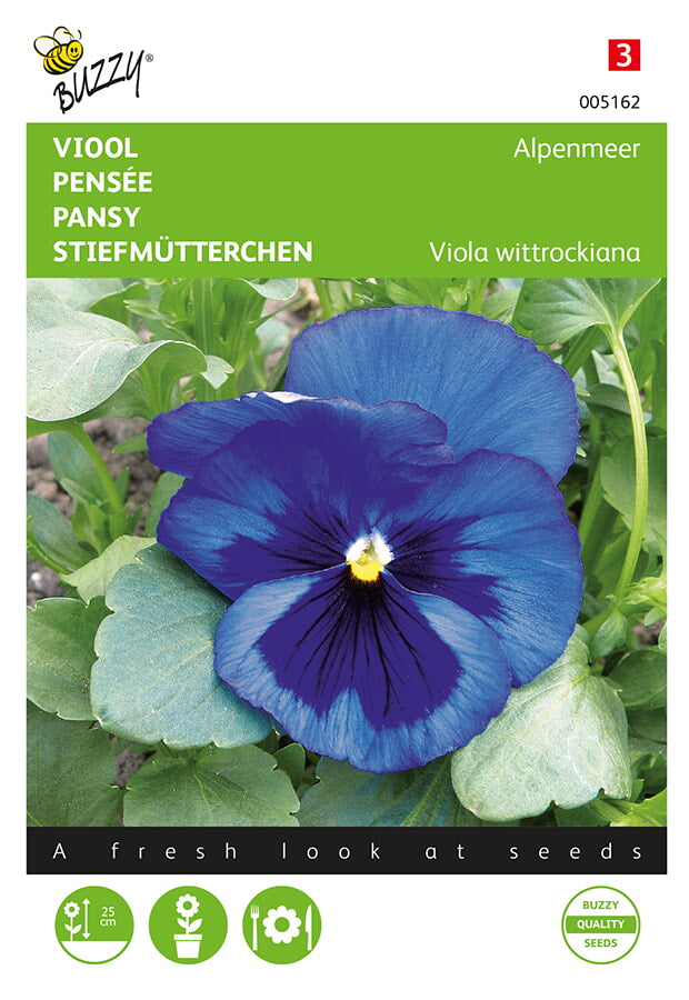 Tarhaorvokki Swiss Giants Blue with Blotch siemenpussi edestä – Buzzy®