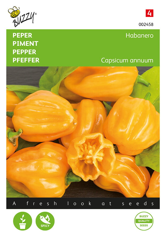 Habanero Orange -siemenpussin etupuoli, jossa näkyy kirkkaan oransseja, pieniä chilejä.