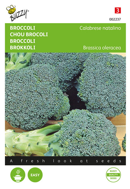 Siemenpussi, jossa parsakaali ‘Calabrese Natalino’ (Brassica oleracea), vihreitä parsakaalinuppuja kuvassa.